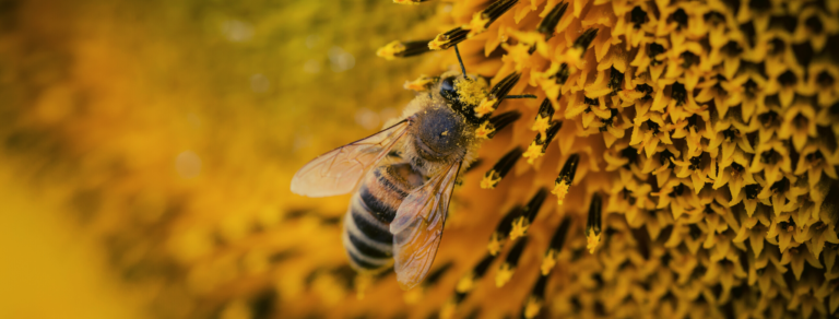 Spotkanie z pasjonatką pszczelarstwa